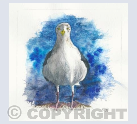 Dornoch gull