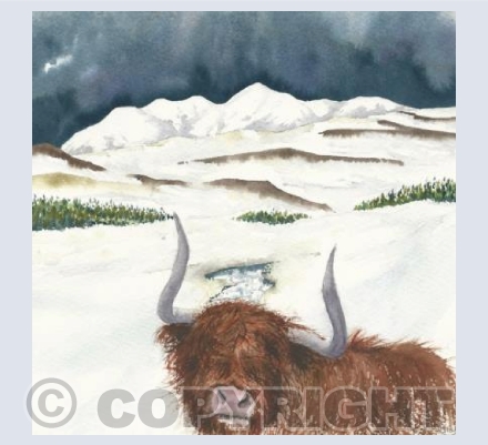 "Highland coo on the way to Ullapool"