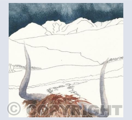 Highland Coo