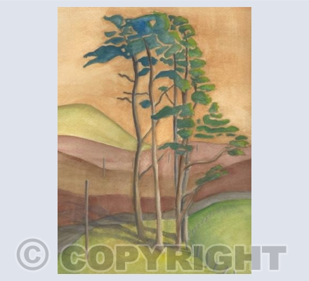 Scots pines