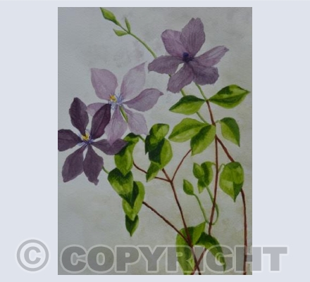 French clematis