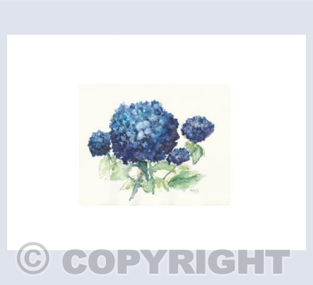 Hydrangeas