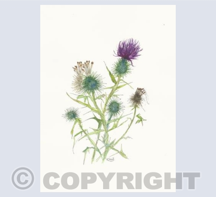 thistles