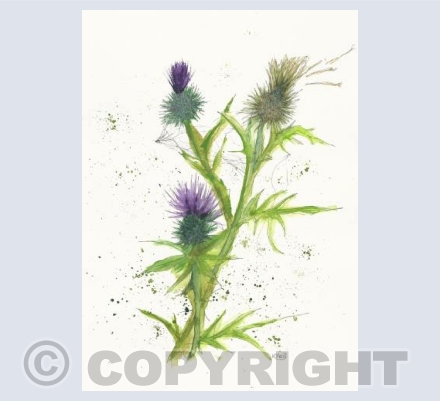thistles