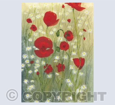 Poppies and daisies
