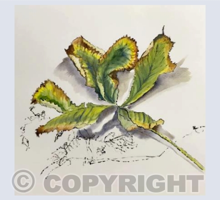 chestnut leaf