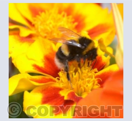 Nasturtium, marigold and bee