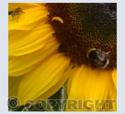 Sunflower and bee