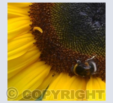 Sunflower and bee