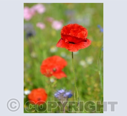 Poppies