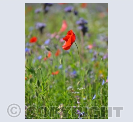 Poppy
