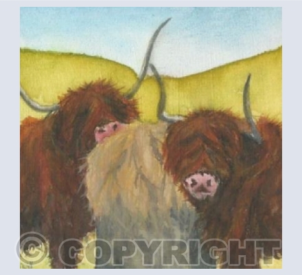 Two Highland coos