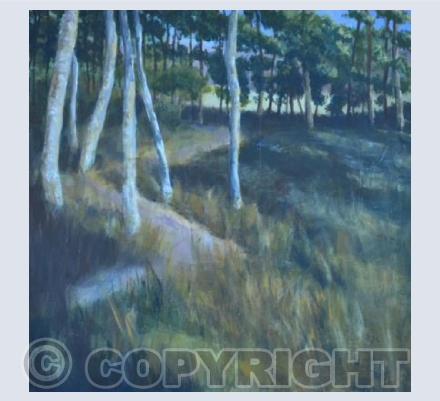 Woods at Tarland