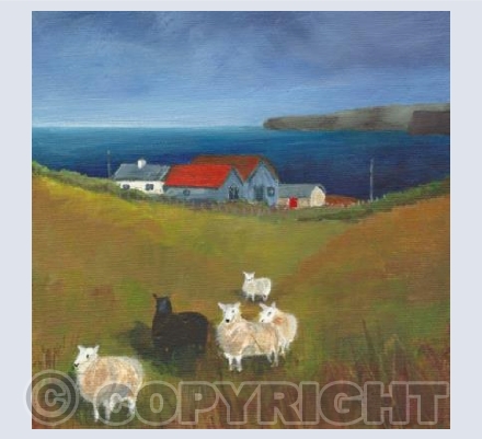 Black sheep