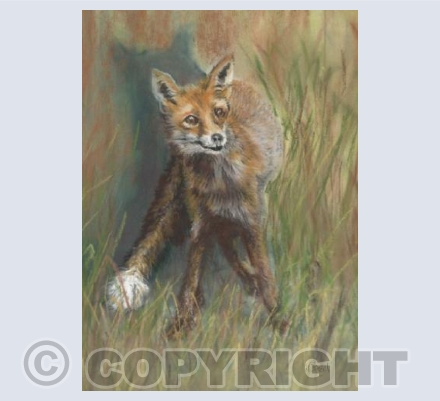 Fox (courtesy of Karen O'Reilly)