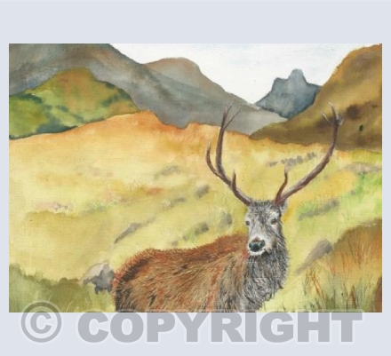 stag