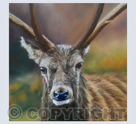 stag
