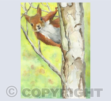 red squirrel