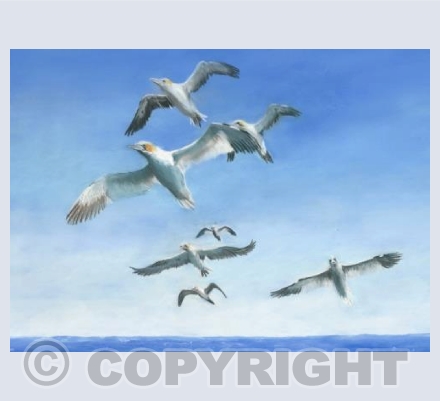 Gannets in flight