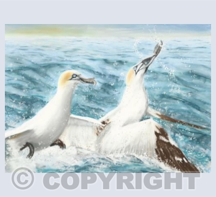 Gannets in search of food