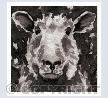 Sheep black and white