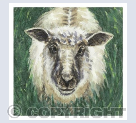 Sheep looking up