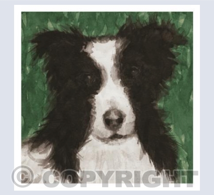 Dog in green grass