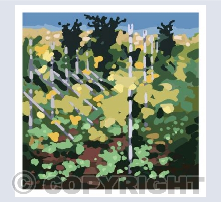 Looking through the vineyard - Crete