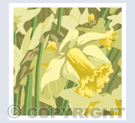 Daffodil No2
