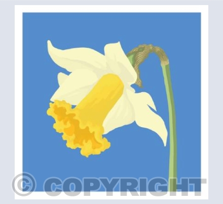 Daffodil No5