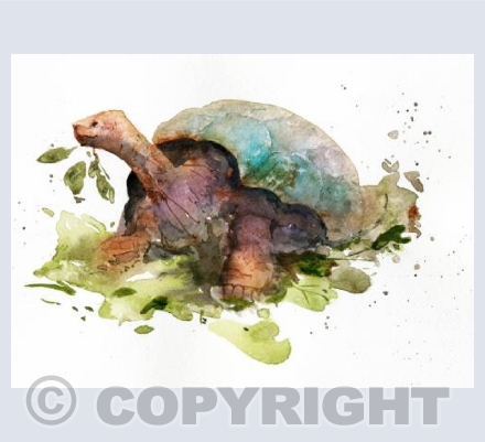 Tortoise