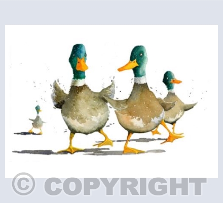 The Waddle Club
