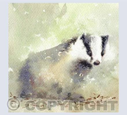Cheeky Badger