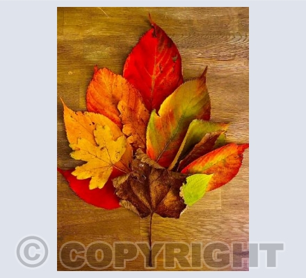 Autumn is a wonderful thing