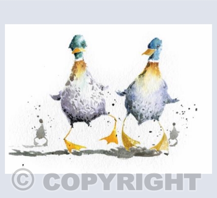 Cheeky Duckers