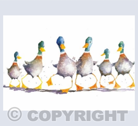 Oh for ducks sake