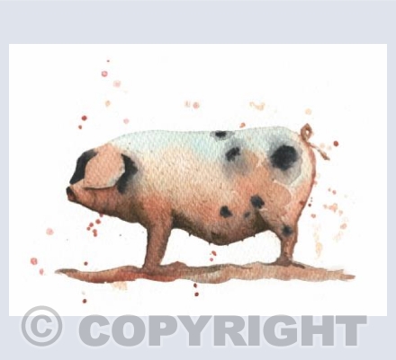 Gloucestershire Pig