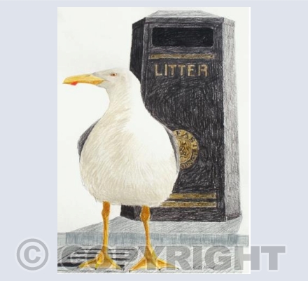 Tourist Gull