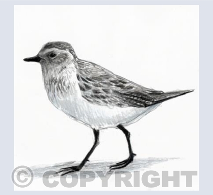 Grey Plover Walk
