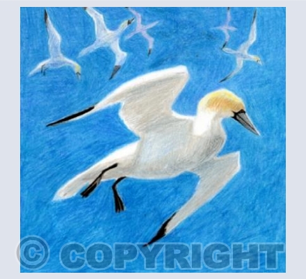 Gannet Civilisation: The Floating