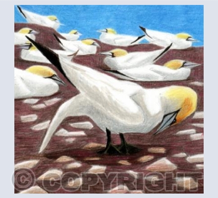 Gannet Civilisation: The Bowing