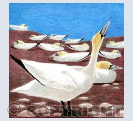 Gannet Civilisation: The Watching