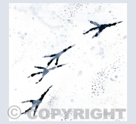 Snow Feet 5