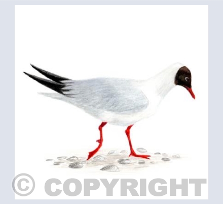 What Headed Gull?