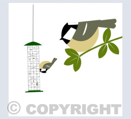 Coal Tit