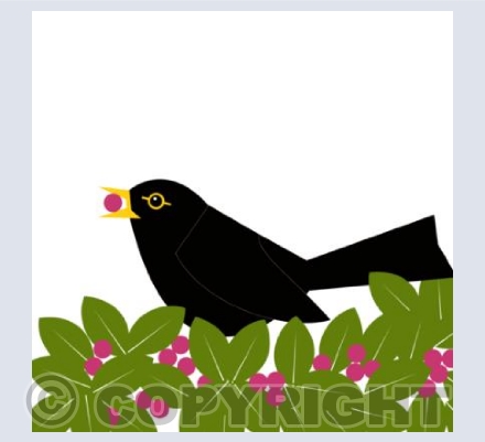 Blackbird