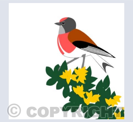 Linnet