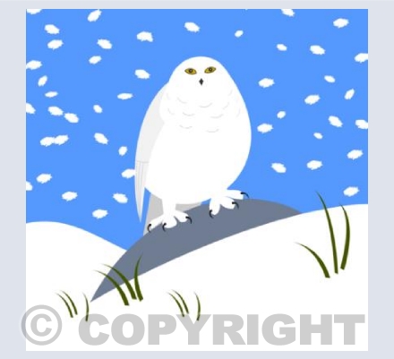 Snowy Snowy Owl