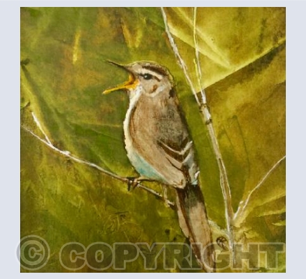 Reed Warbler