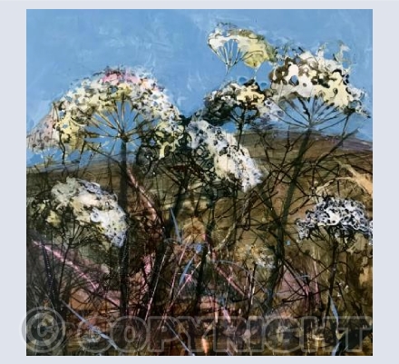 Seed Heads on Zennor Hill